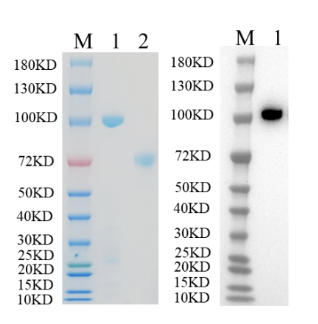 Reducing 4%-20% SDS-PAGE (CBB stained) and WB (Anti-His Mouse Monoclonal antibody) analysis profiles of purified PYGL.
1. PYGL 
2. BSA